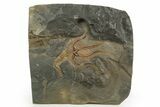 Very Detailed Ordovician Brittle Star (Ophiura) - Morocco #320948-1